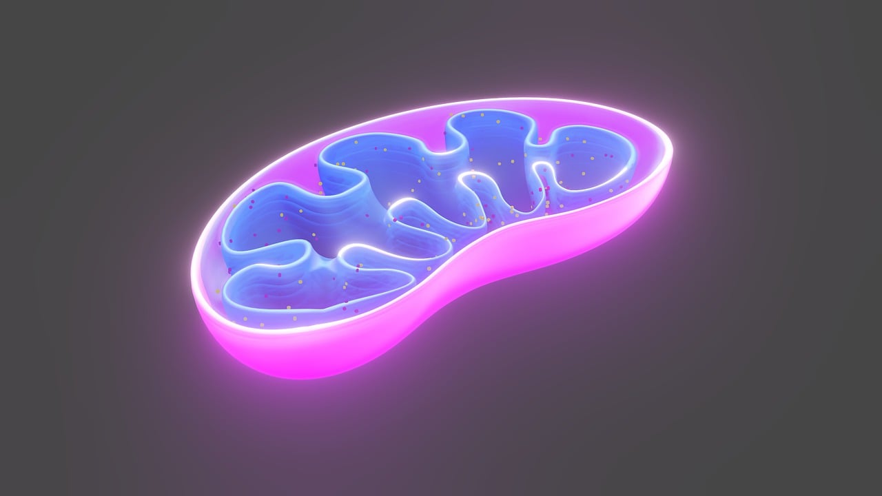 cell, mitochondria, biology-6474673.jpg